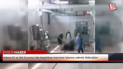 Adana Et ve Süt Kurumu’nda büyükbaş hayvana işkence ederek öldürdüler
