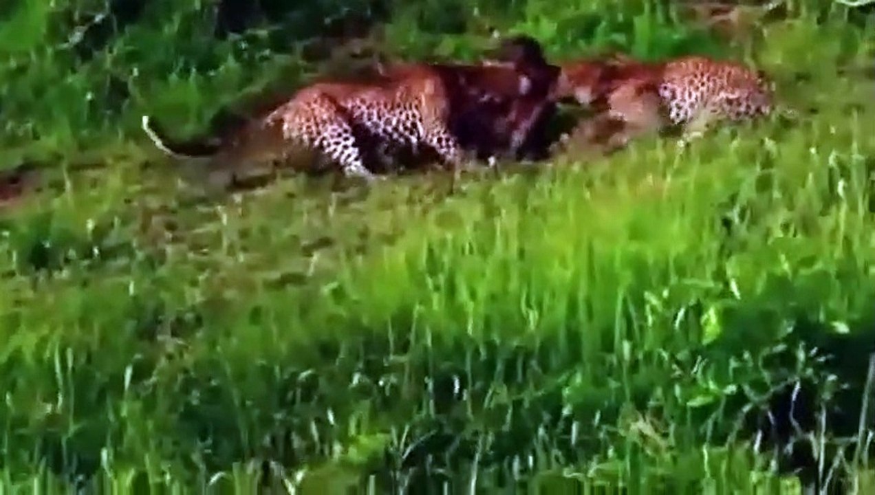 12 VERRÜCKTESTEN Tier-Kämpfe Gefangen Auf Kamera schönsten Wildes Tier Angreift (2)