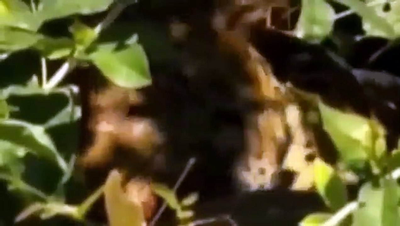 15 VERRÜCKTESTE Tier Kämpft, Gefangen Auf Kamera #13 Löwe,Tiger,Nilpferd