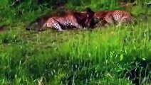 12 VERRÜCKTESTEN Tier-Kämpfe Gefangen Auf Kamera schönsten Wildes Tier Angreift