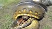 Anaconda vs Krokodil Python vs Alligator Zusammenstellung von Python vs Krokodil Schlange