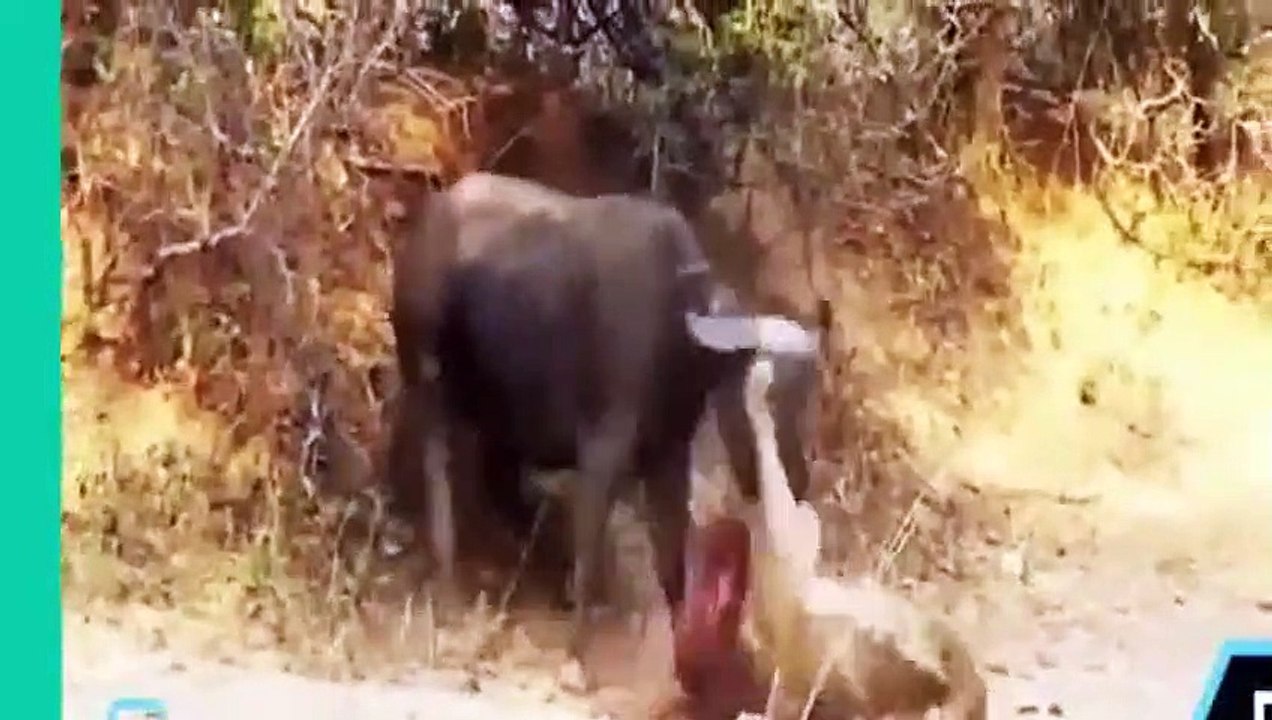 Bei der Beute wehrt, Büffel, Wildschwein, Zebra vs Löwe, Jaguar, Krokodil (2)