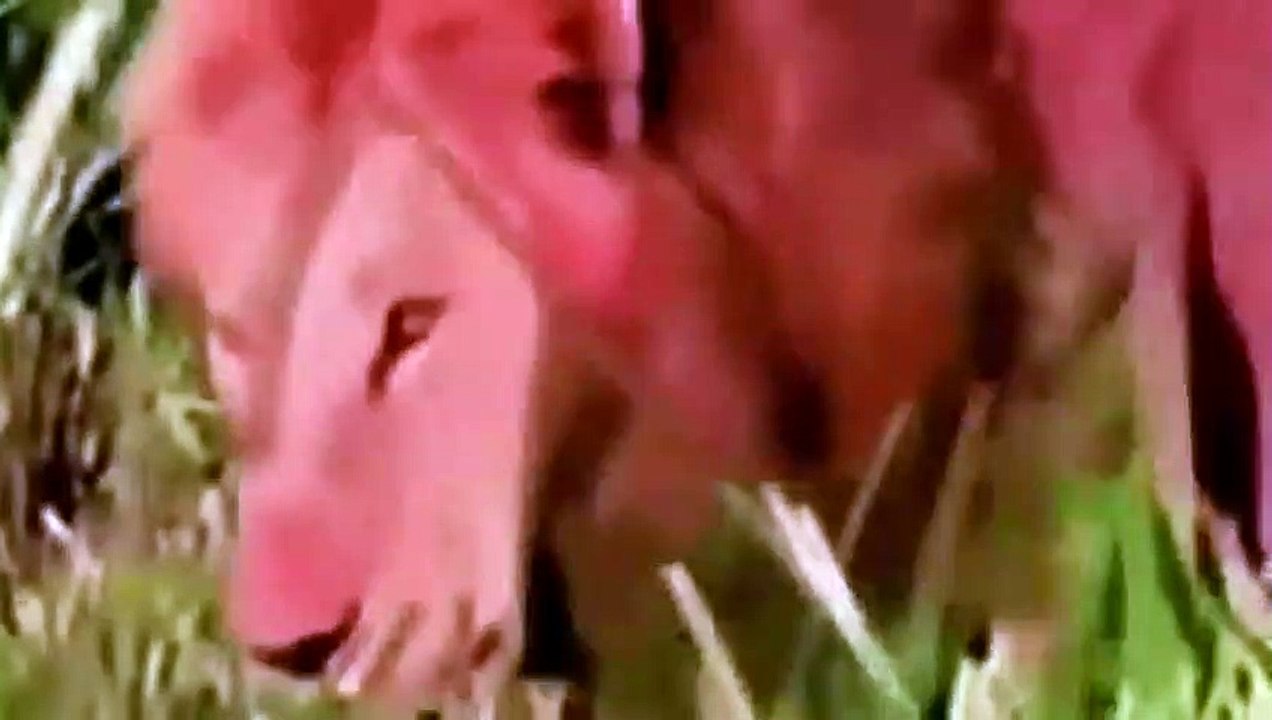 Bei der Beute wehrt, Büffel, Wildschwein, Zebra vs Löwe, Jaguar, Krokodil