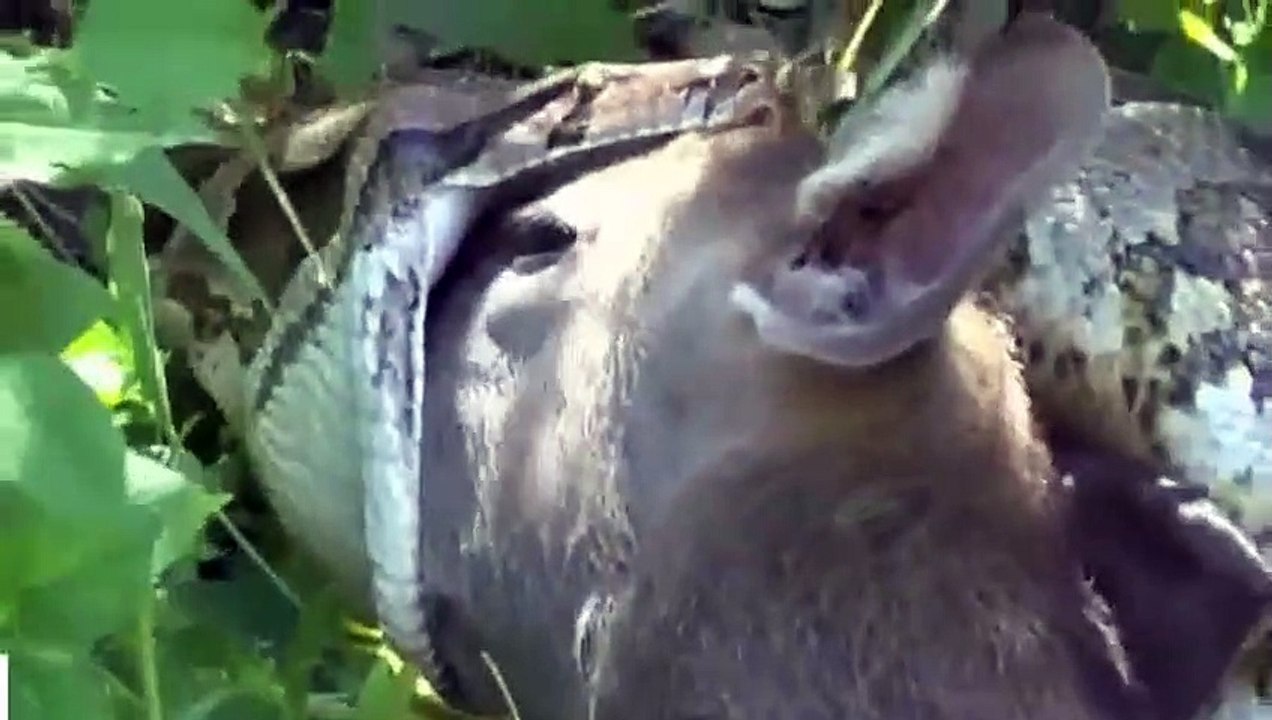 Die meisten Erstaunliche Wildes Tier Angriffe #3   lion, tiger, anaconda, Hirsch, Krokodil