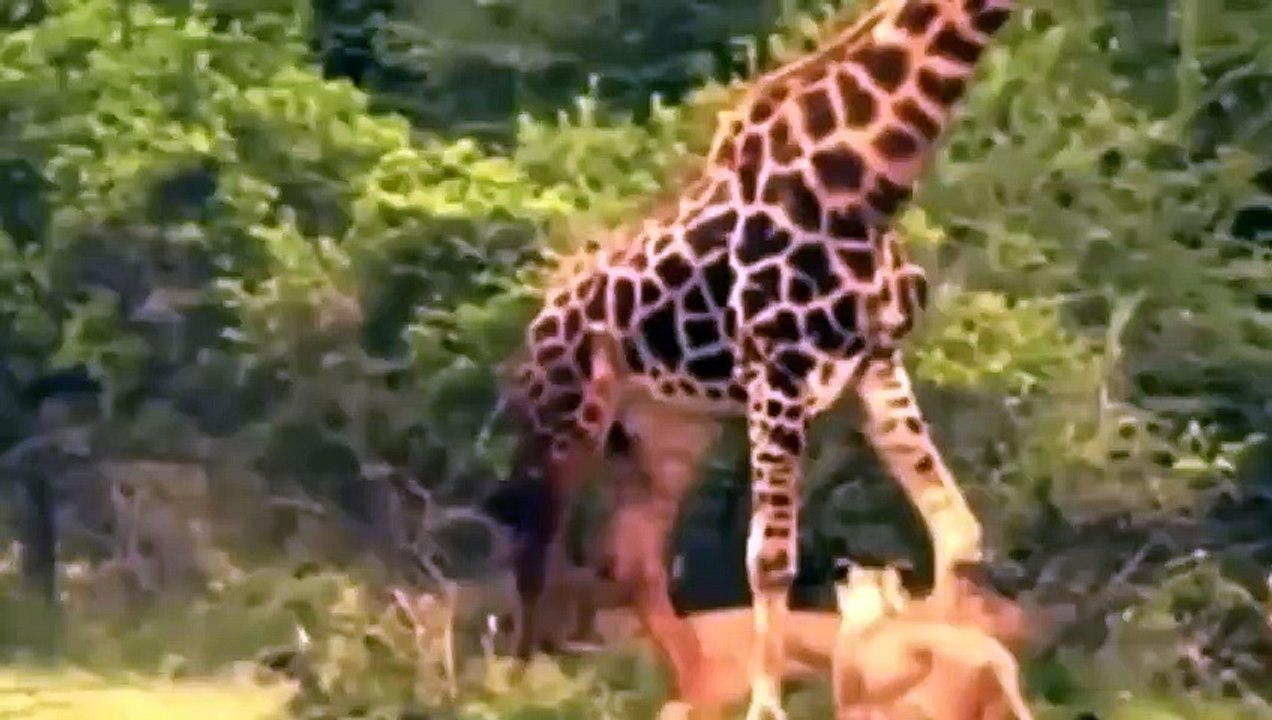 Schönsten Löwen vs Giraffe Schockierend Löwe Tötet Giraffe Blutigen Kampf