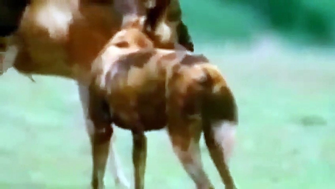 Neu  Gefährliches Tier-Attacken