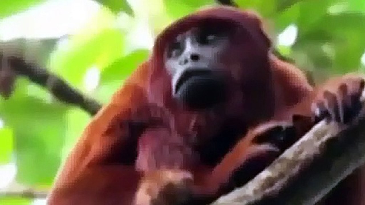 Python vs Monkey Zusammenstellung Pavian, Schlange und Affe