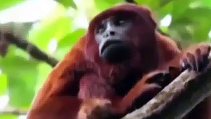 Python vs Monkey Zusammenstellung Pavian, Schlange und Affe