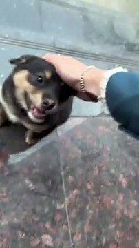 VERY FUNNY #shorts #viral #youtubeshorts #trending #like #sunset #short #animals