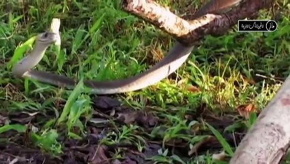 أخطر وأشرس الحيوانات الموجوده في البريه؟!!