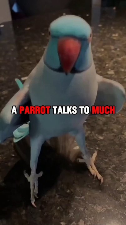 BIrds Thing