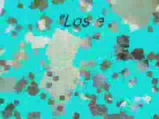 BELLOS ANIMALES Y FRASES CELEBRES