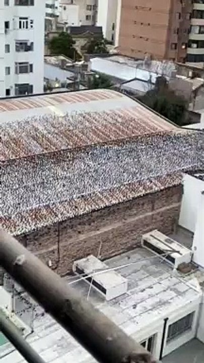 230612 Tordos en la Escuela Nº 4