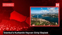 İstanbul'a Kurbanlık Hayvan Girişi Başladı