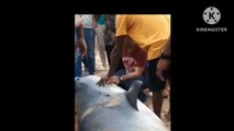 فديو جديد لحظة هجوم سمكة القرش على الشاب الروسى واول صور لجسم الشاب