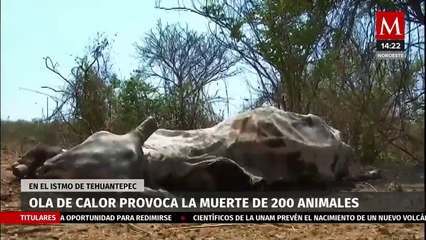 Onda de calor provoca la muerte de 200 cabezas de ganado en Oaxaca