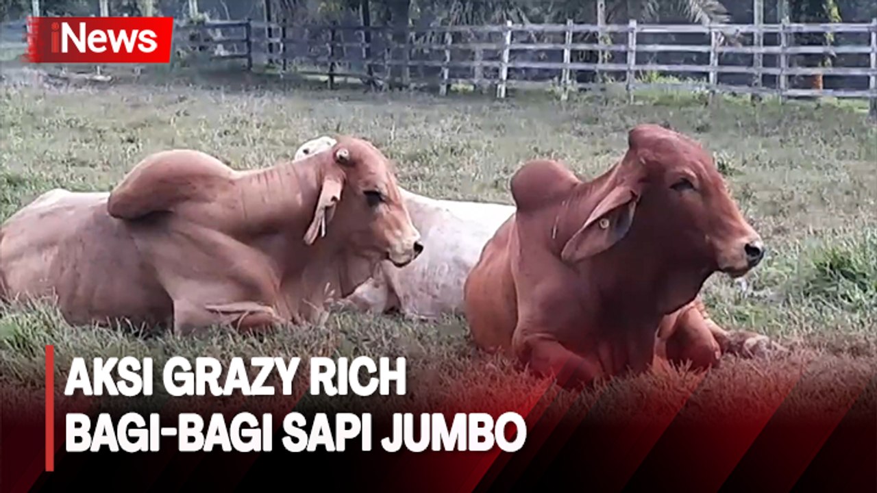 Jelang Idul Adha,  Crazy Rich Pangkalan Bun Bagikan 90 Ekor Sapi Jumbo