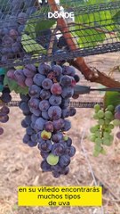 Viñedos muy cerca de la CDMX ¡Visítalos a menos de 4 horas!