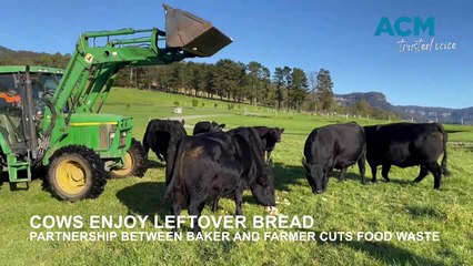 Albion Park cows eating Shellharbour bread