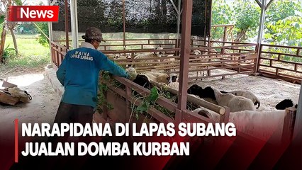 Narapidana di Lapas Subang Jualan Domba Kurban Jelang Hari Raya Idul Adhao jualan domba