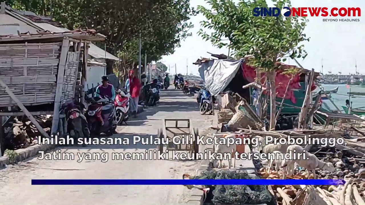 Heboh! Kambing di Pulau Gili Ketapang Probolinggo Makan Kertas Hingga Timba Plastik