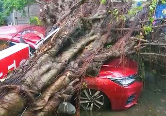 Mưa to, cây xanh cao hơn 20m bật gốc đè ô tô ở TP Thủ Đức