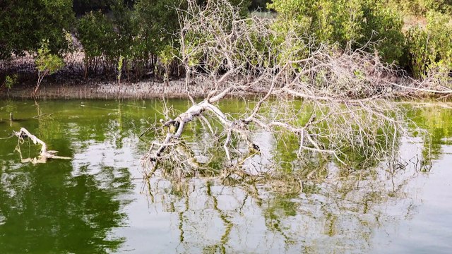 UAE bets on mangroves to fight climate change