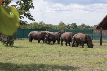 White rhinos return to Congo national park