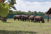 White rhinos return to Congo national park