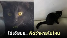 ทาสตามหาแมว หาตั้งนานไม่รู้ไปไหน ก่อนเจอแบบพีค อากาศร้อนสินะ !!