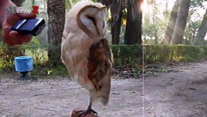 Owl - A Funny Owls And Cute Owls Compilation