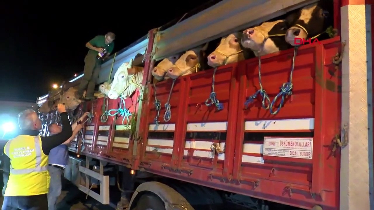 Les entrées sacrifiées à Istanbul ont commencé, préviennent les responsables： Toutes les informations sur l'animal se trouvent dans l'application ＂L'agriculture dans ma poche＂