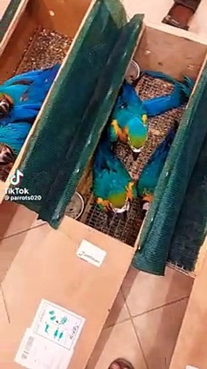 Bluemacaw #goldmacaw