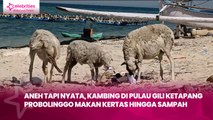 Aneh tapi Nyata, Kambing di Pulau Gili Ketapang Probolinggo Makan Kertas hingga Sampah