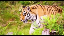Sample Video - Tiger