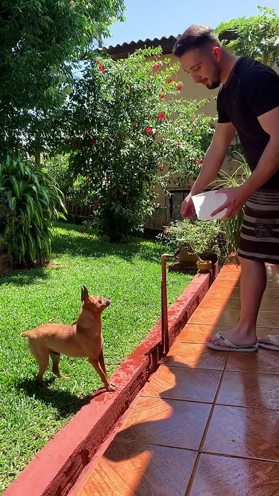 Martial Arts Pup Flips For Water
