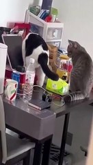 cat Cutest thing you'll see today