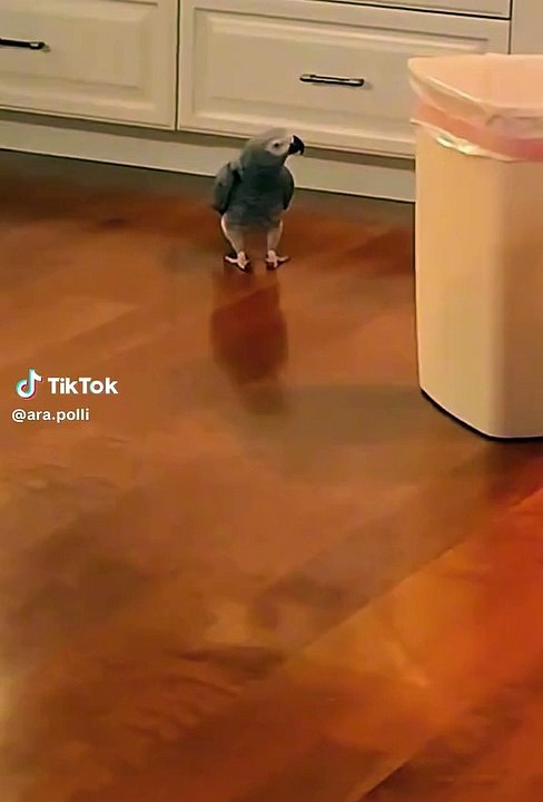 Gray parrot raching