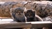 Super cute moment rare Pallas cats spotted chilling in sunshine