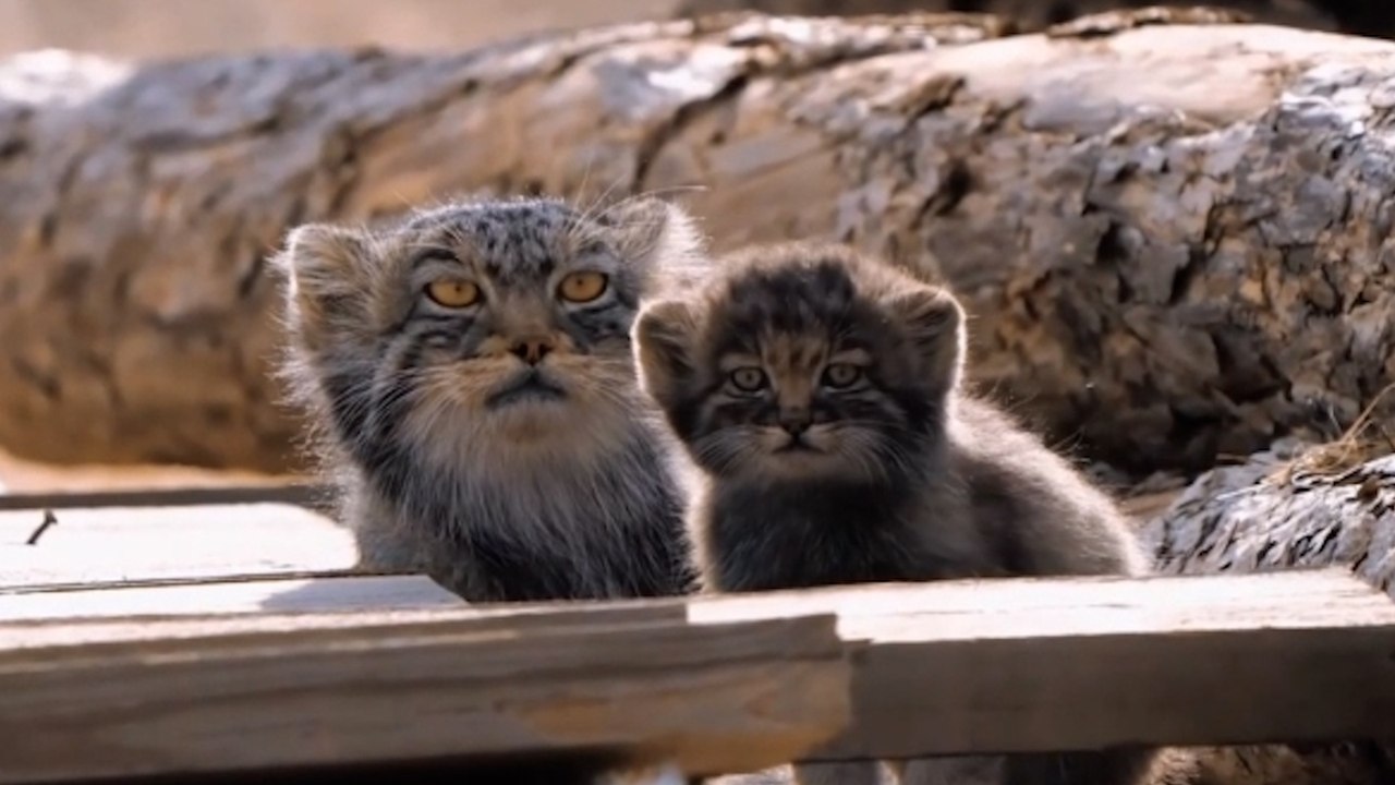 Super cute moment rare Pallas cats spotted chilling in sunshine