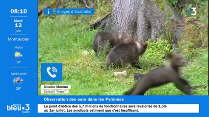 Des ours photographiés par des amateurs