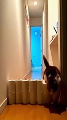 cat Cutest thing you'll see today