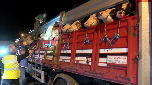 Kurban kesmek vacip mi, farz mı, sünnet mi? Kimler kurban kesmeli? Kurban kesmenin dini hükmü nedir?