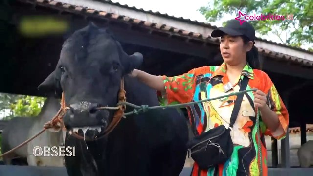 Irfan Hakim Ajak Soimah Berburu Hewan Kurban, Keliling Kampung Gunakan Andong dari Sapi
