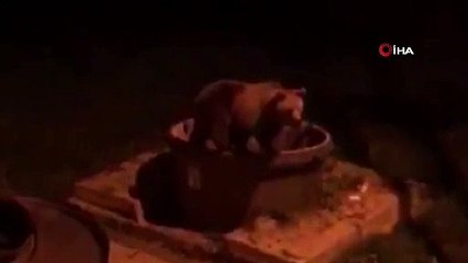 Ayılar yaz sezonunu açtı