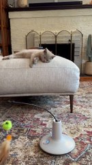 Kitten Too Tired To Play With New Toy