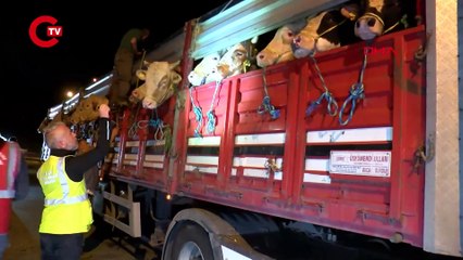 KURBANLIK HAYVAN GİRİŞLERİ BAŞLADI