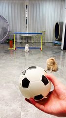Kucing bermain bola