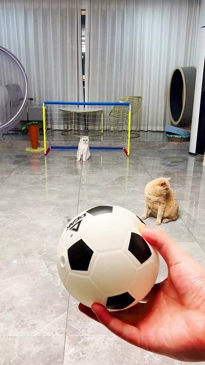 Kucing bermain bola