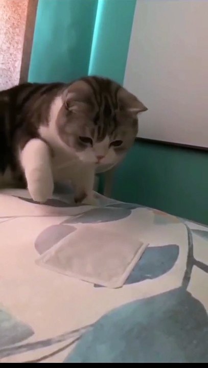 Funny animal funny animals video| try not to laugh #cute & #funny - #cat #video - #shorts